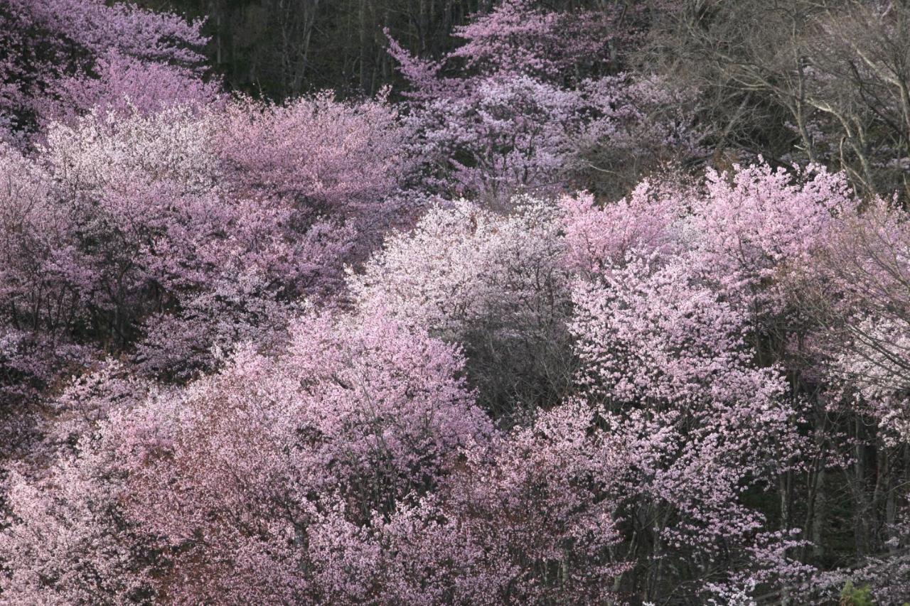 Ny Building 4Th Floor, Guest House Ichibangai, Roo / Vacation Stay 55905 Kitami Buitenkant foto